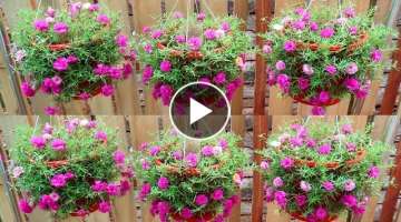 Easy and Quick Way to Make a Beautiful Hanging Garden | 5T1 Garden